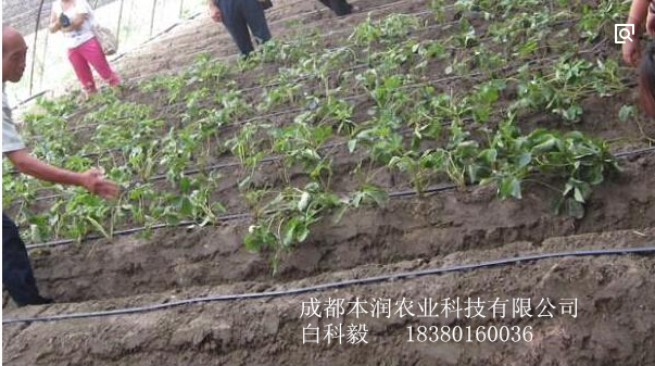 成都溫江120畝菜園滴管水肥一體化項(xiàng)目
