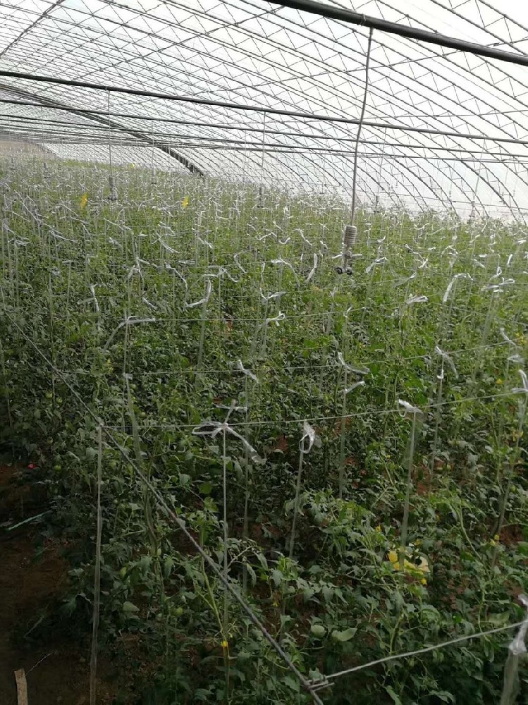 成都天府新區(qū)蔬菜園噴灌項目