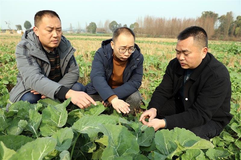 丹棱縣農(nóng)業(yè)專家正在對農(nóng)業(yè)生產(chǎn)中的問題進行解答和技術(shù)指導(dǎo)。